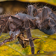 A tarantula preying on a Bolivian bleating frog (Hamptophryne boliviana).